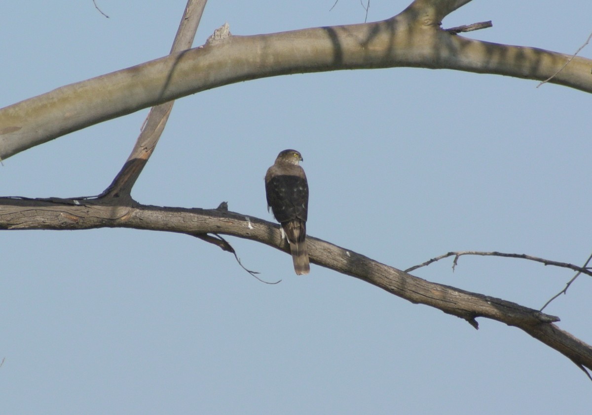 Sharp-shinned Hawk - ML510820711