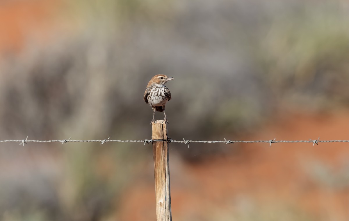 Red Lark - ML510821301