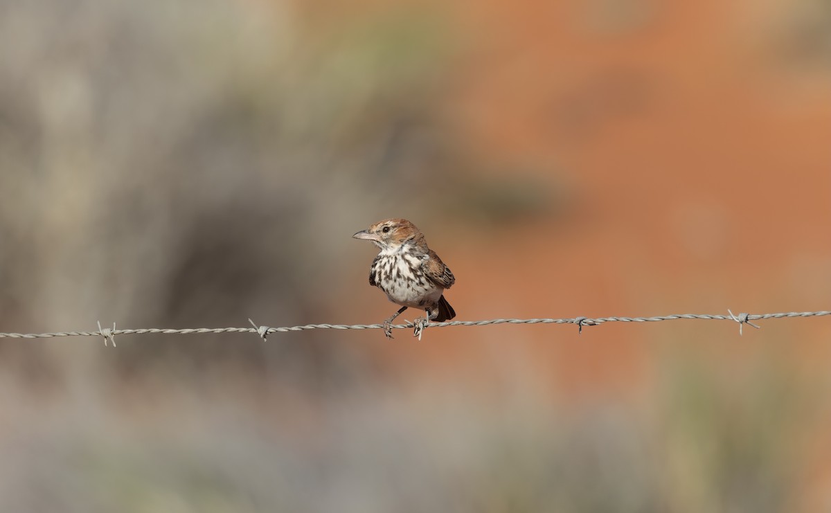 Red Lark - ML510821311