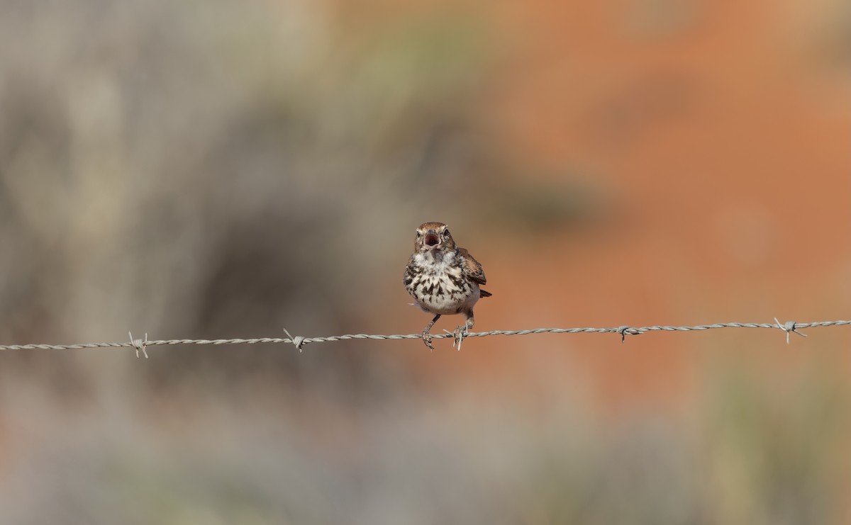 Red Lark - ML510821321