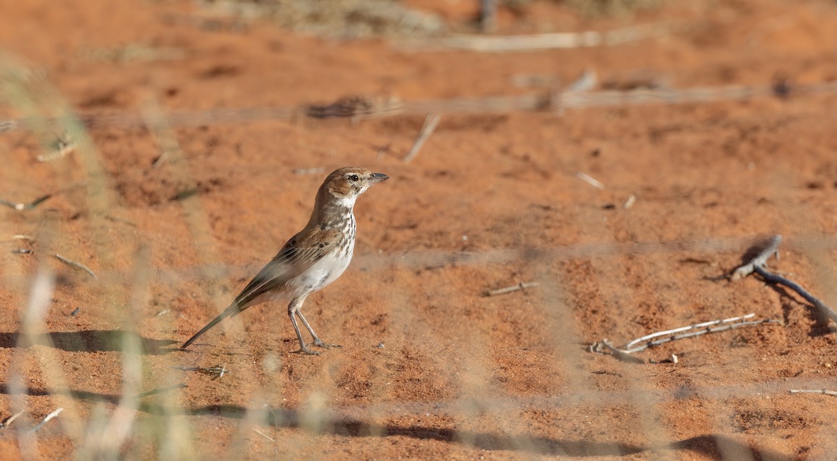 Red Lark - ML510821331