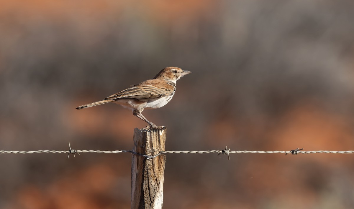 Red Lark - ML510821441