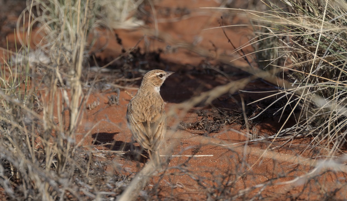 Fawn-colored Lark (Fawn-colored) - ML510821501