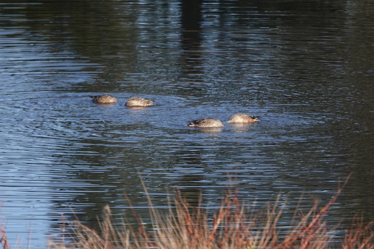 Northern Shoveler - ML510824141