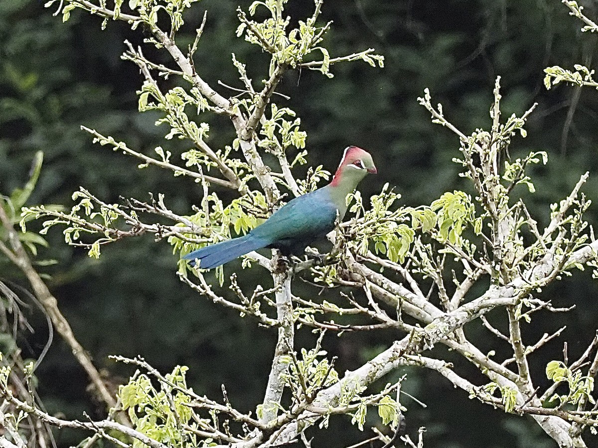 Fischer's Turaco - Craig Rasmussen