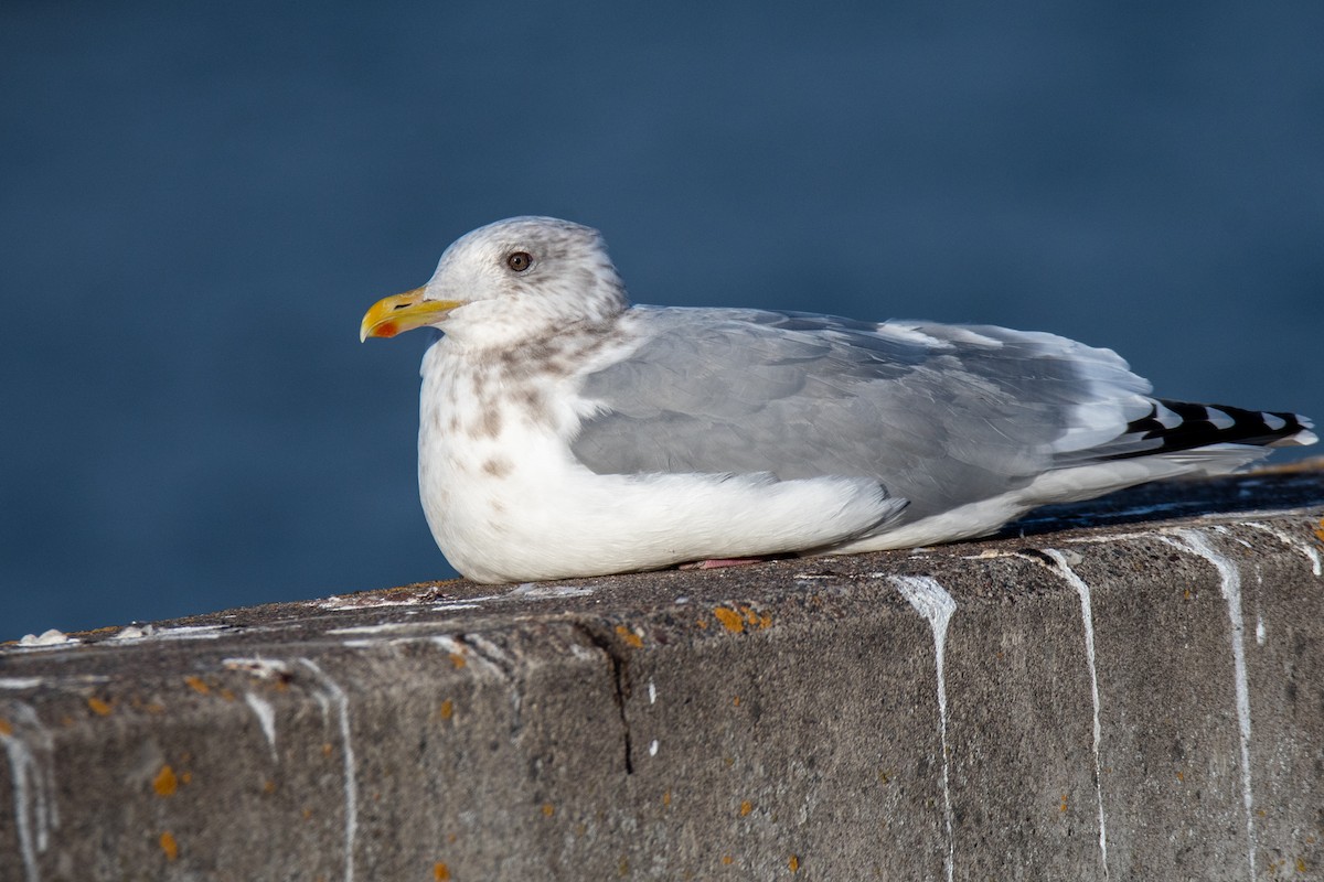 Iceland Gull (Thayer's) - Martin Kaehrle