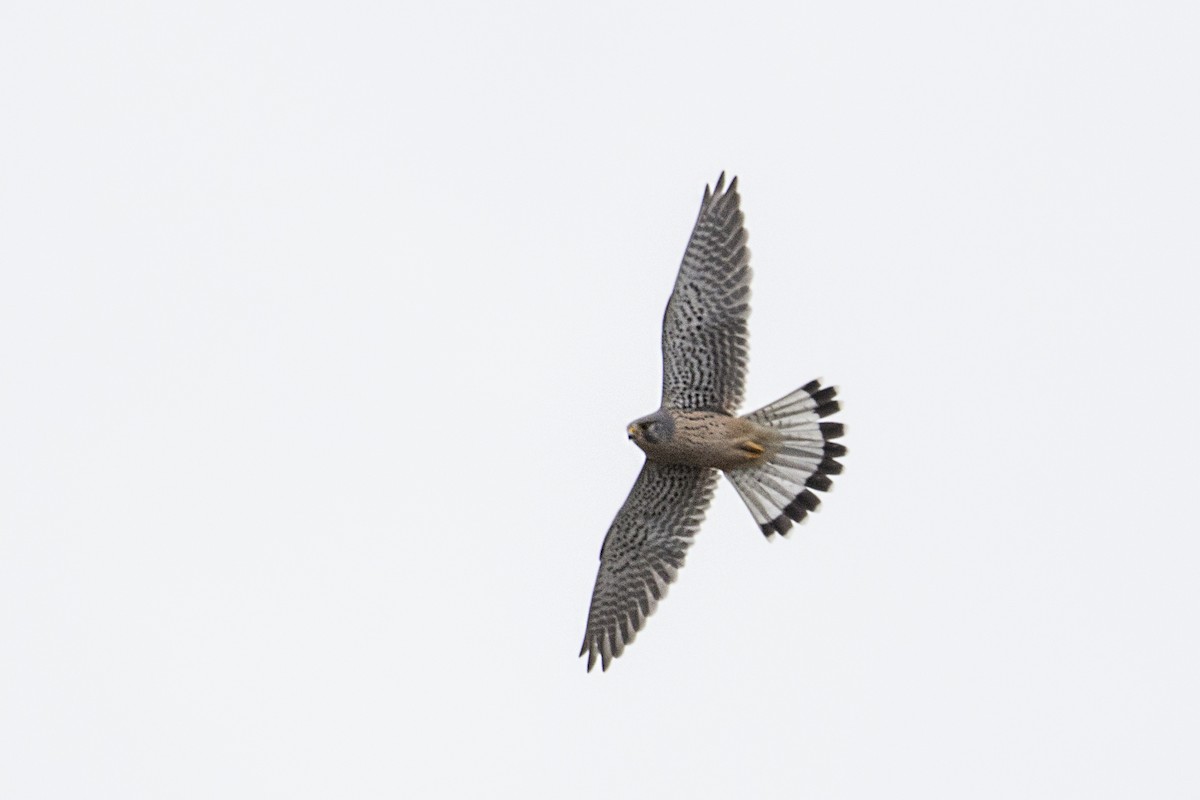 Eurasian Kestrel - ML510825191