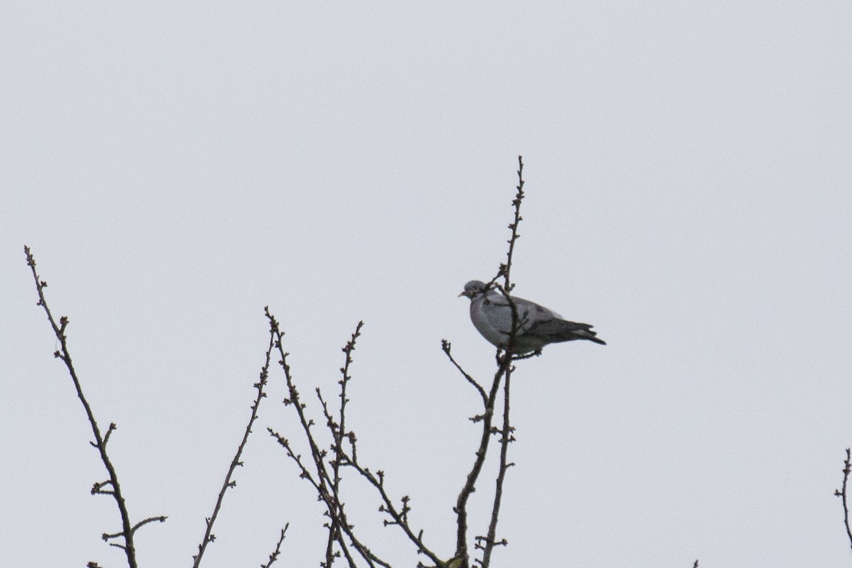 Pigeon colombin - ML510825221