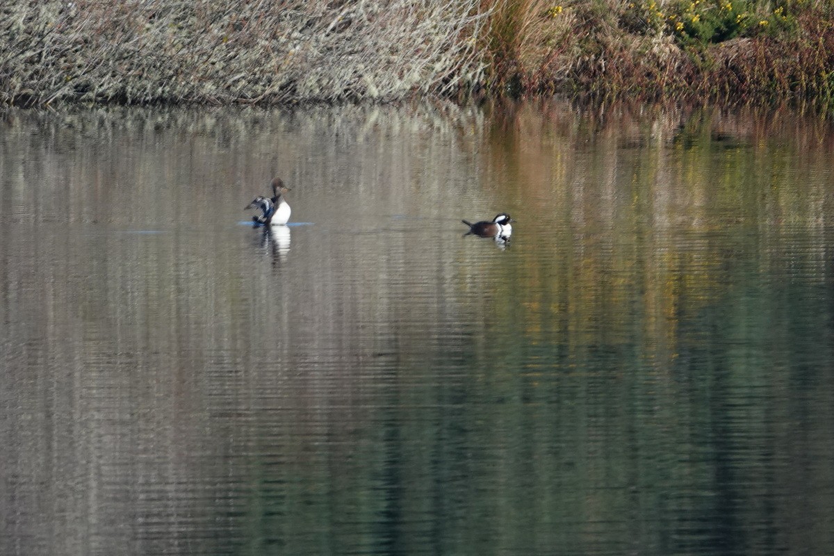 Hooded Merganser - ML510825531