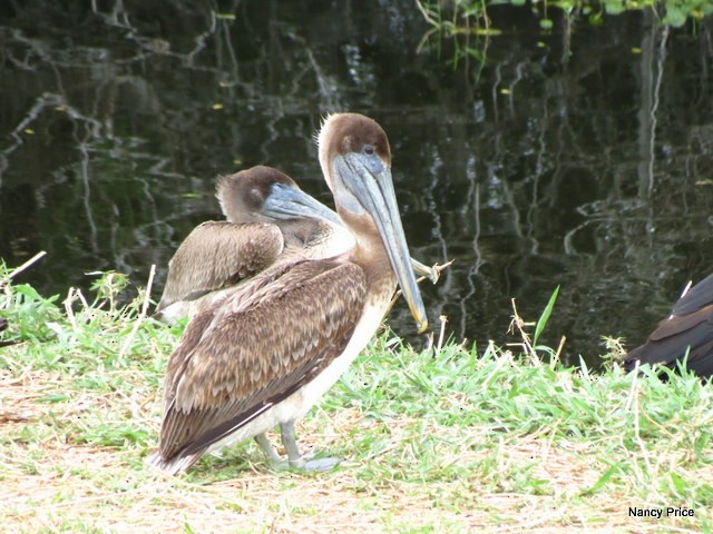 Brown Pelican - ML51082561