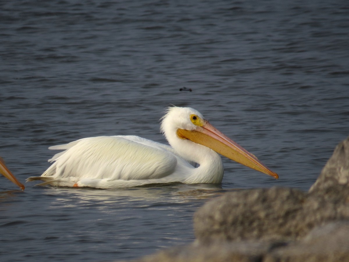 Pelikano zuri amerikarra - ML51082681