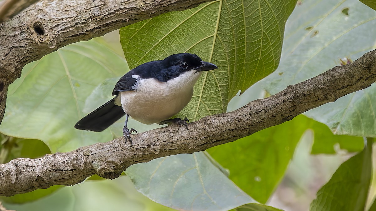 Tropical Boubou - Gary Leavens
