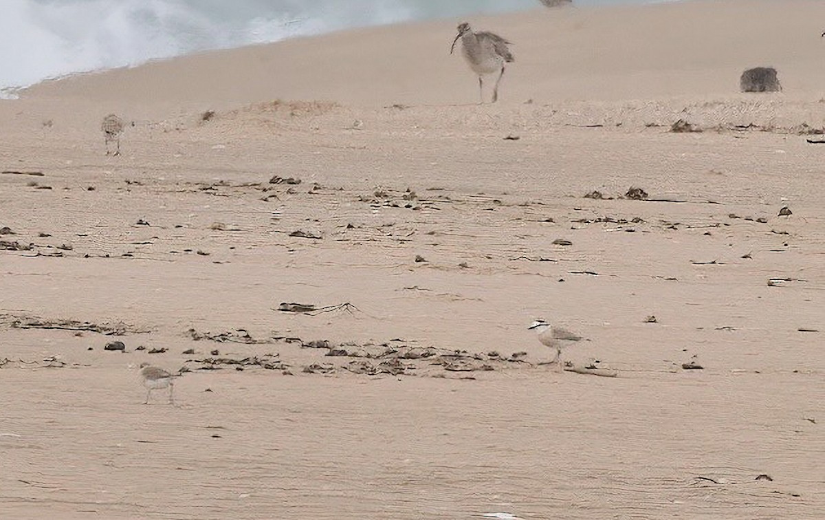 White-fronted Plover - ML510829261