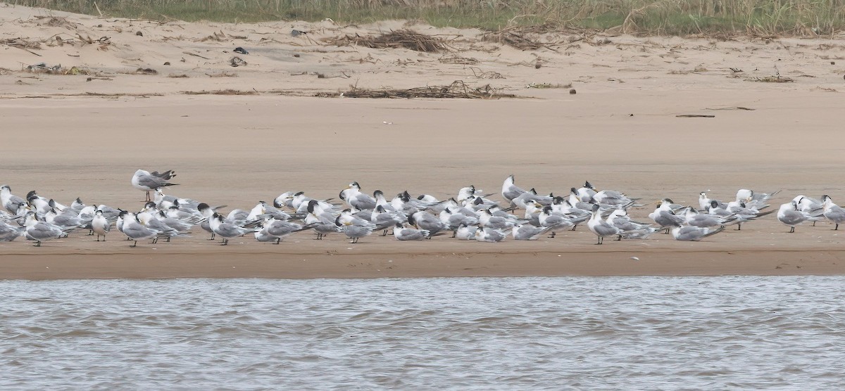 Great Crested Tern - ML510831521