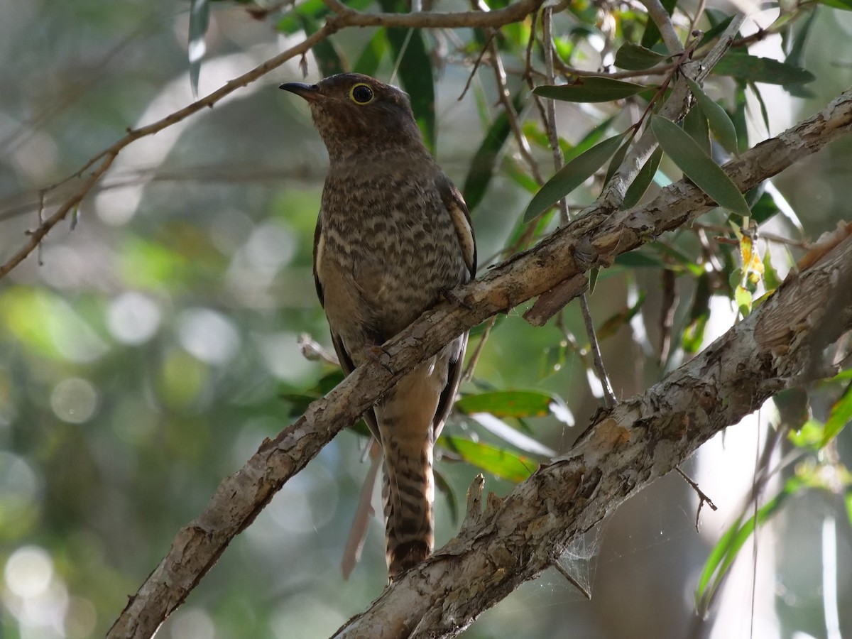 Fan-tailed Cuckoo - Ian Gibson