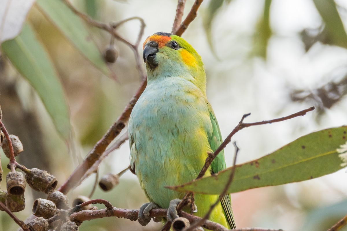 Purple-crowned Lorikeet - ML510832141