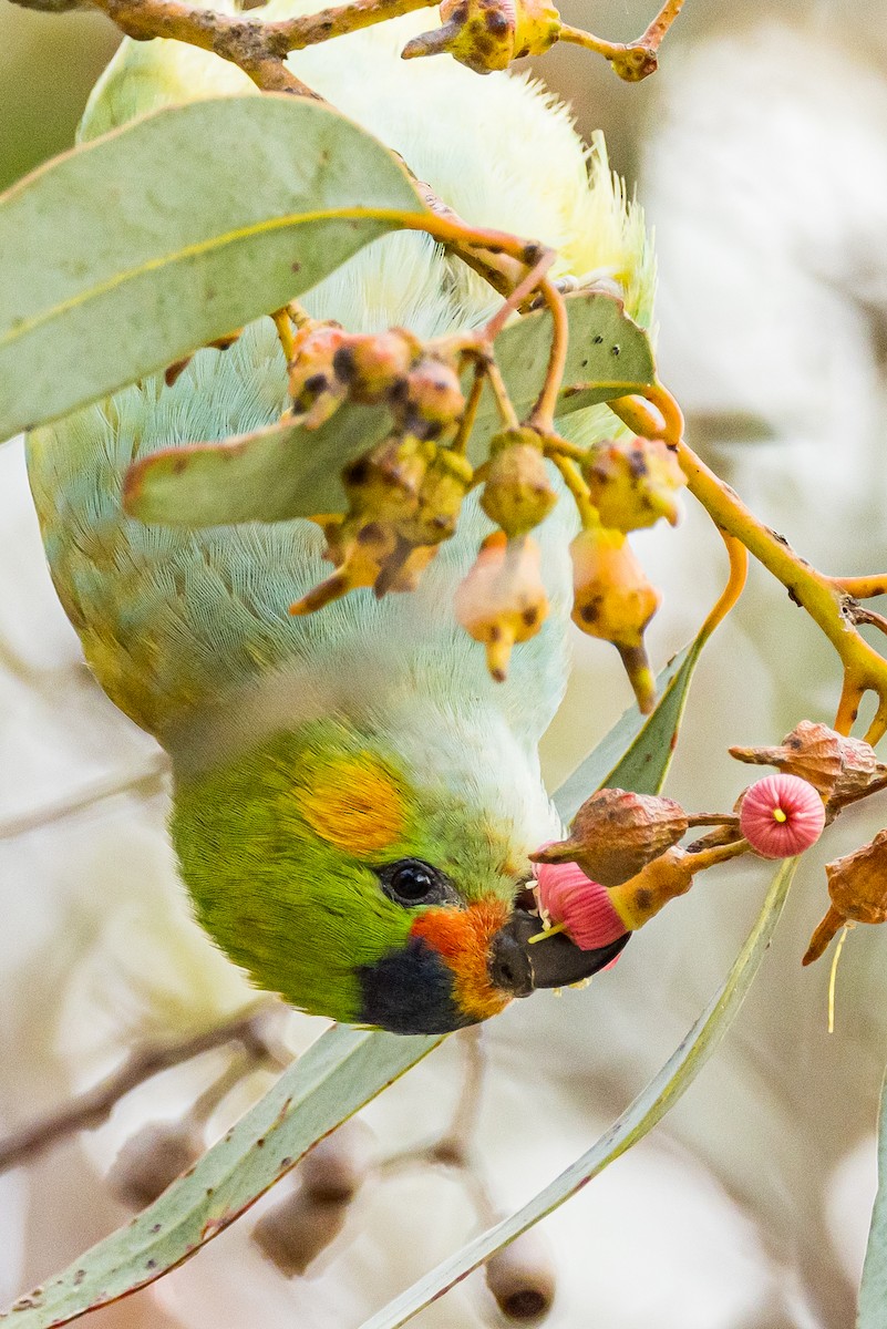 Purple-crowned Lorikeet - ML510832151