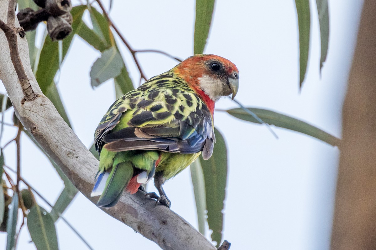 Eastern Rosella - ML510832211