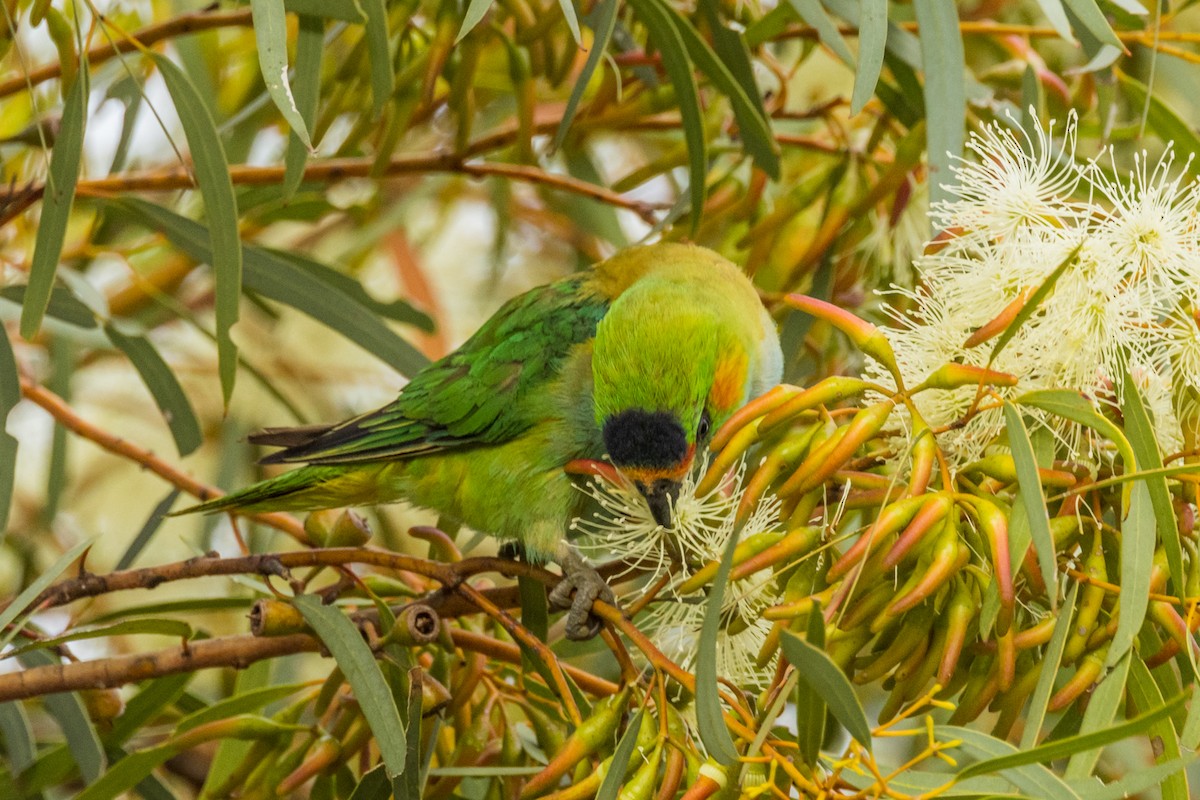 Purple-crowned Lorikeet - ML510832281