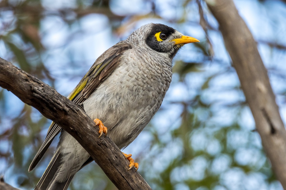 Noisy Miner - ML510832311