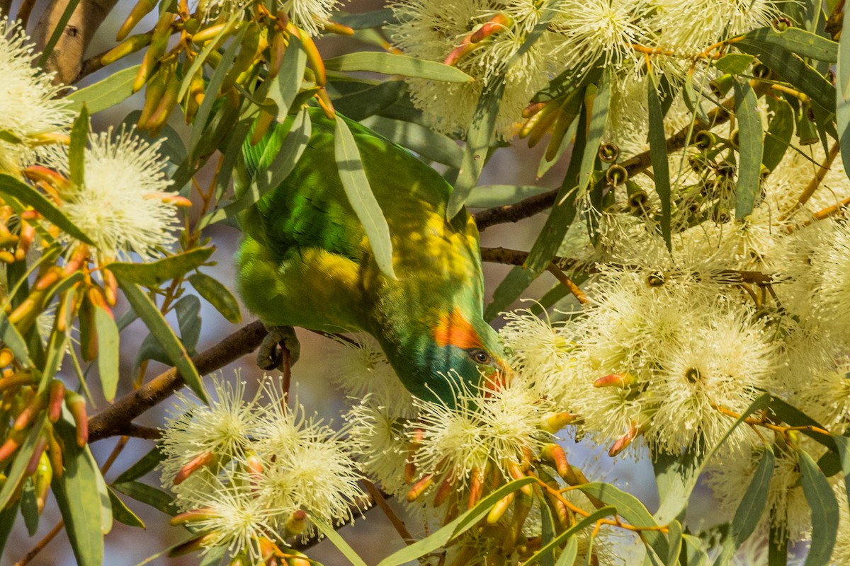 Musk Lorikeet - ML510832381