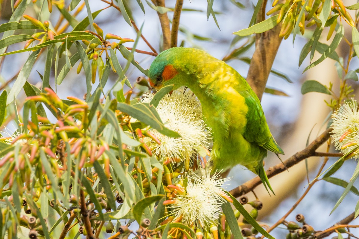Musk Lorikeet - ML510832401