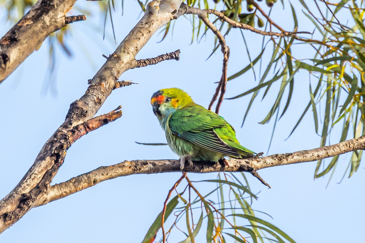 Purple-crowned Lorikeet - ML510832451