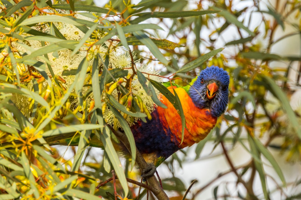 Rainbow Lorikeet - ML510832541