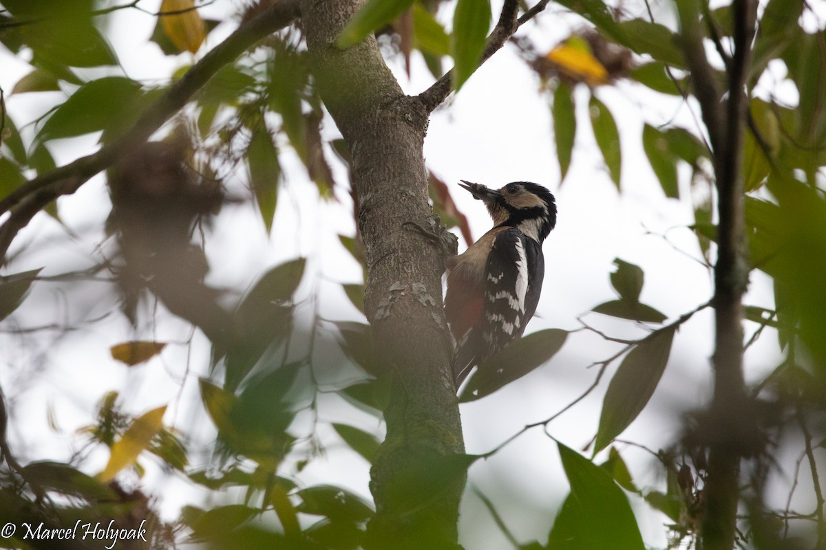 Great Spotted Woodpecker - ML510832941