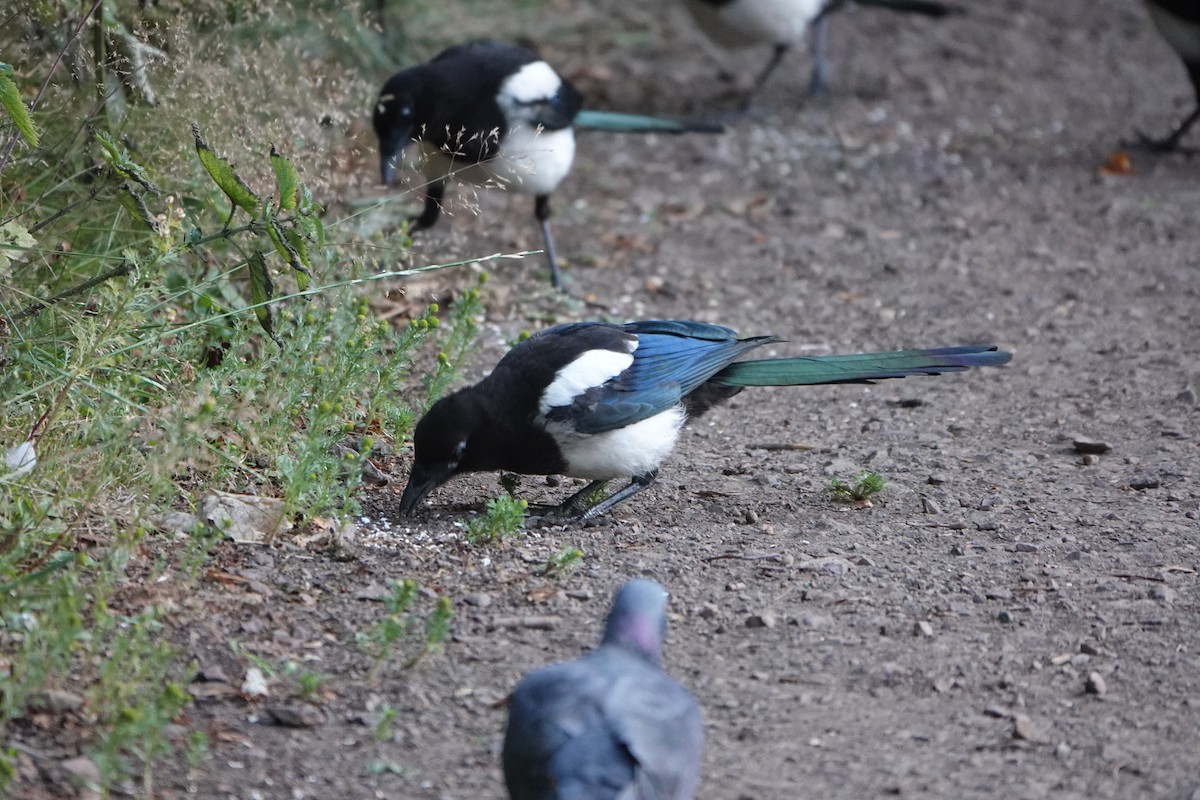 Eurasian Magpie - Josh Lee