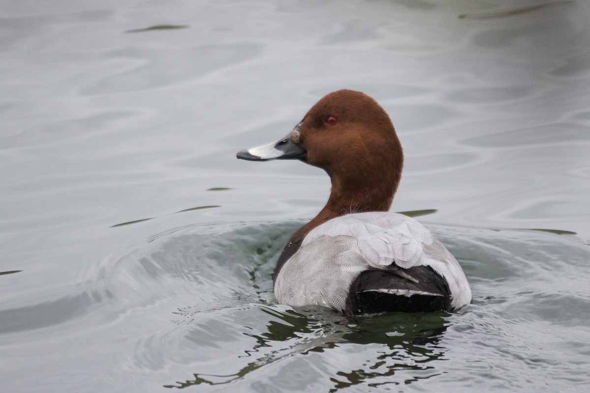 Common Pochard - ML510835321