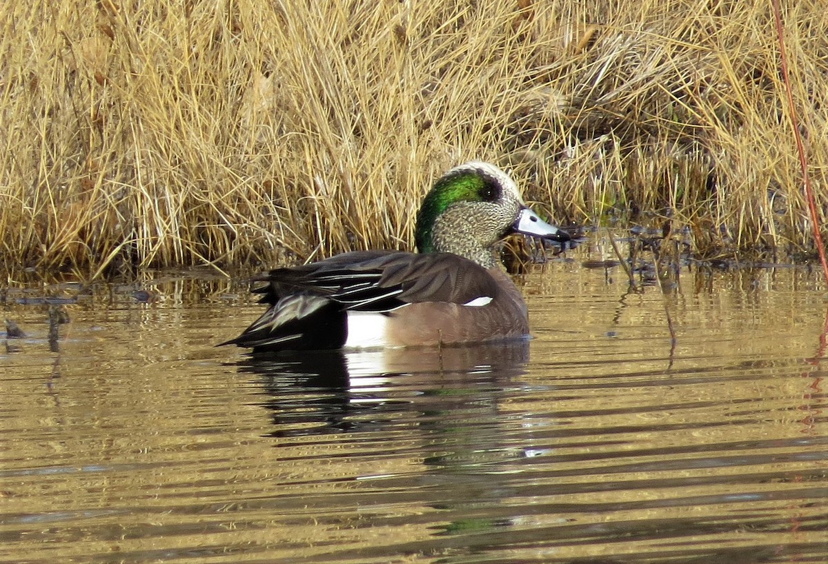 American Wigeon - ML510835441