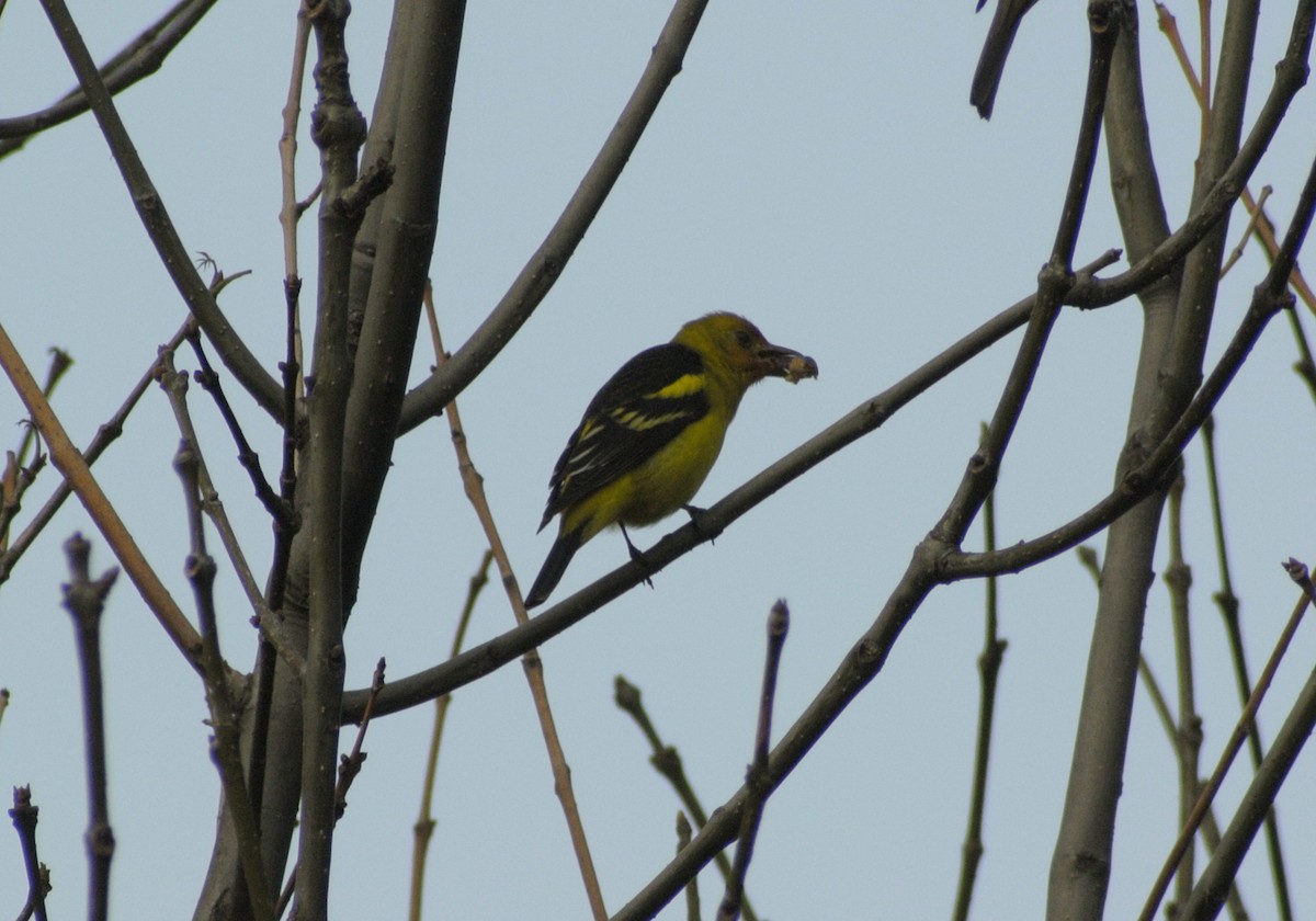 Western Tanager - ML510835491