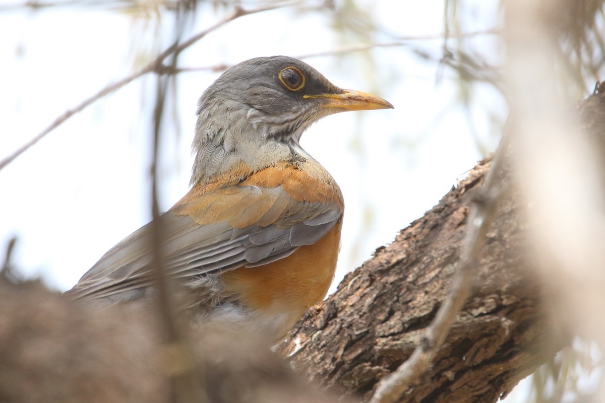 Rufous-backed Robin - Shawn Miller