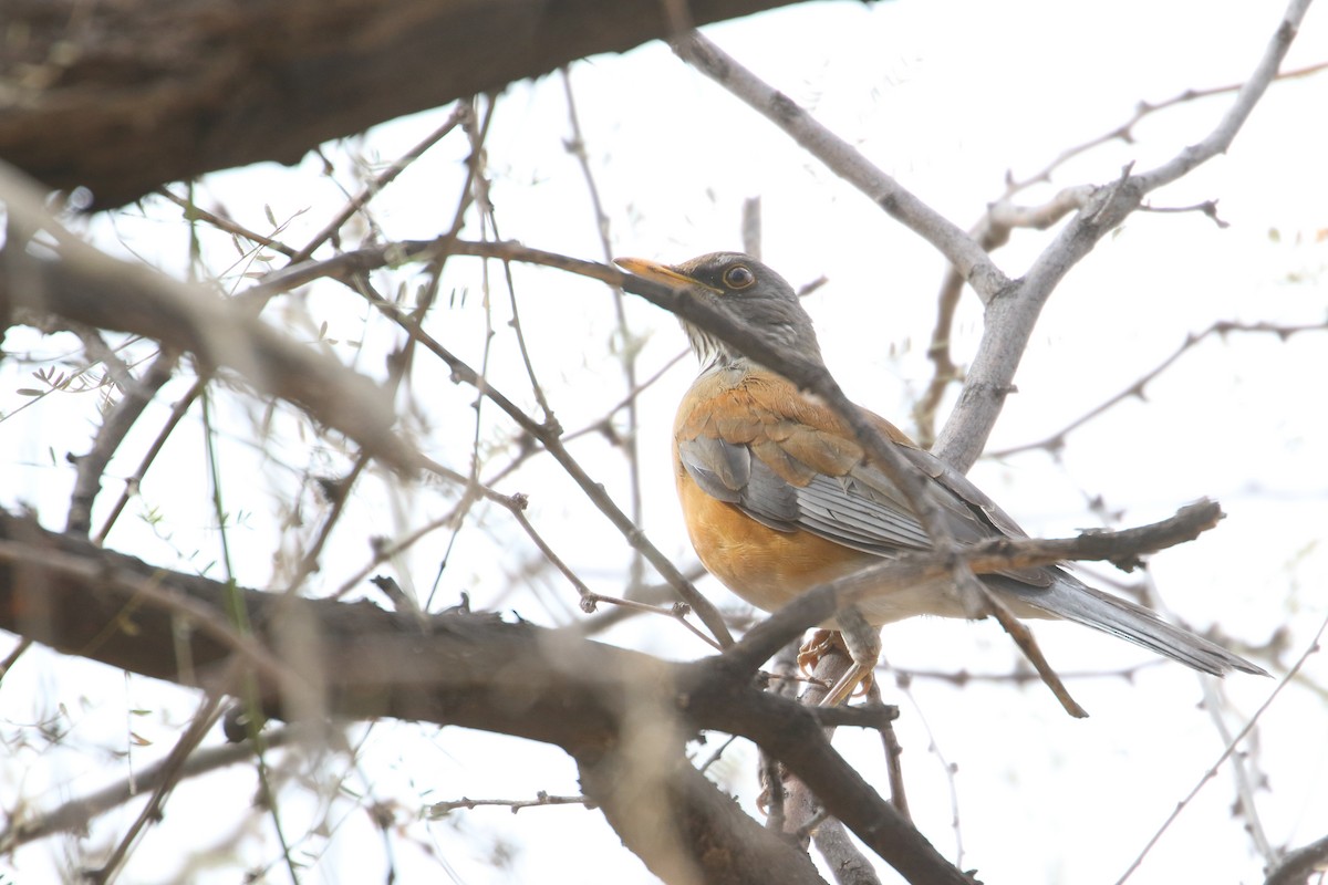 Rufous-backed Robin - Shawn Miller