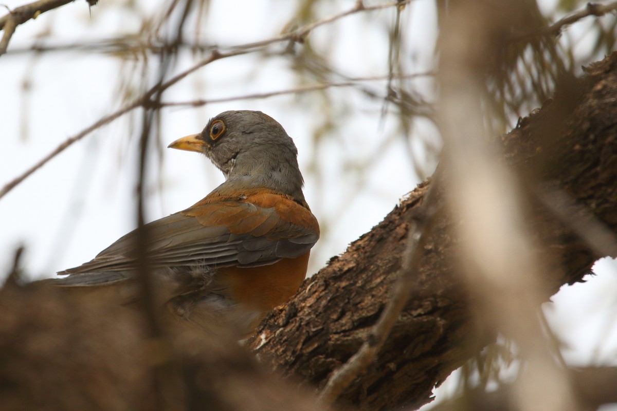 Rufous-backed Robin - Shawn Miller