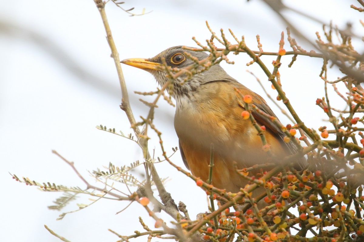 Rufous-backed Robin - Shawn Miller