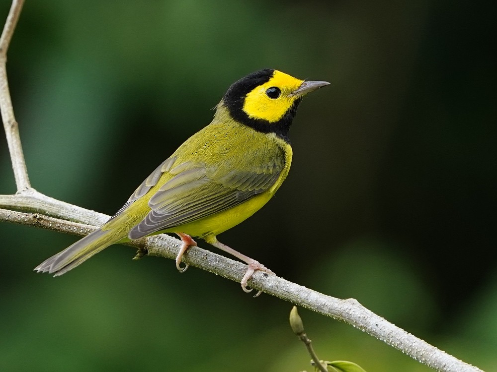 Hooded Warbler - Carlos Ulate