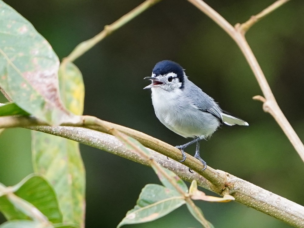 White-browed Gnatcatcher - ML510835771