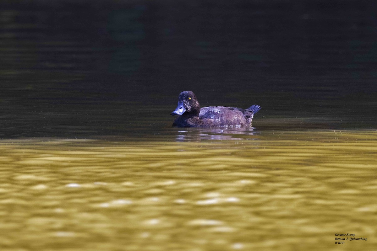 Greater Scaup - ML510835951