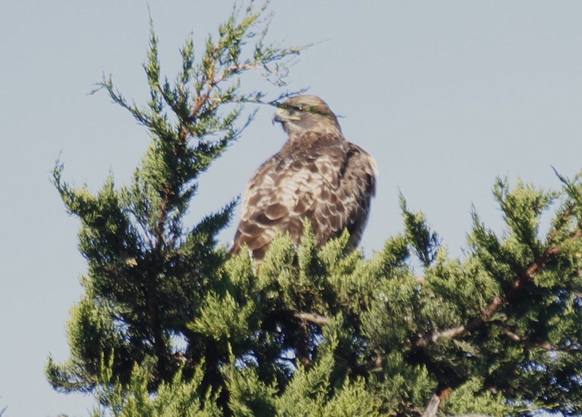 Red-tailed Hawk - ML510837601
