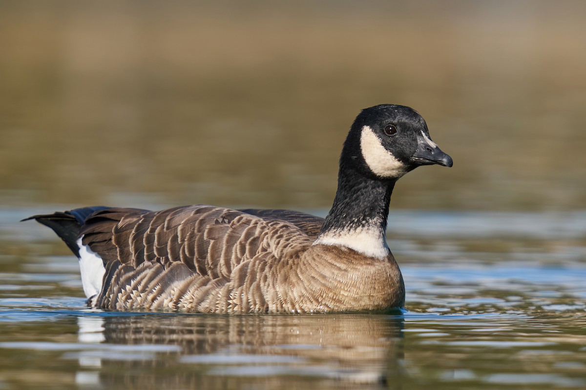 Cackling Goose (Aleutian) - Grigory Heaton