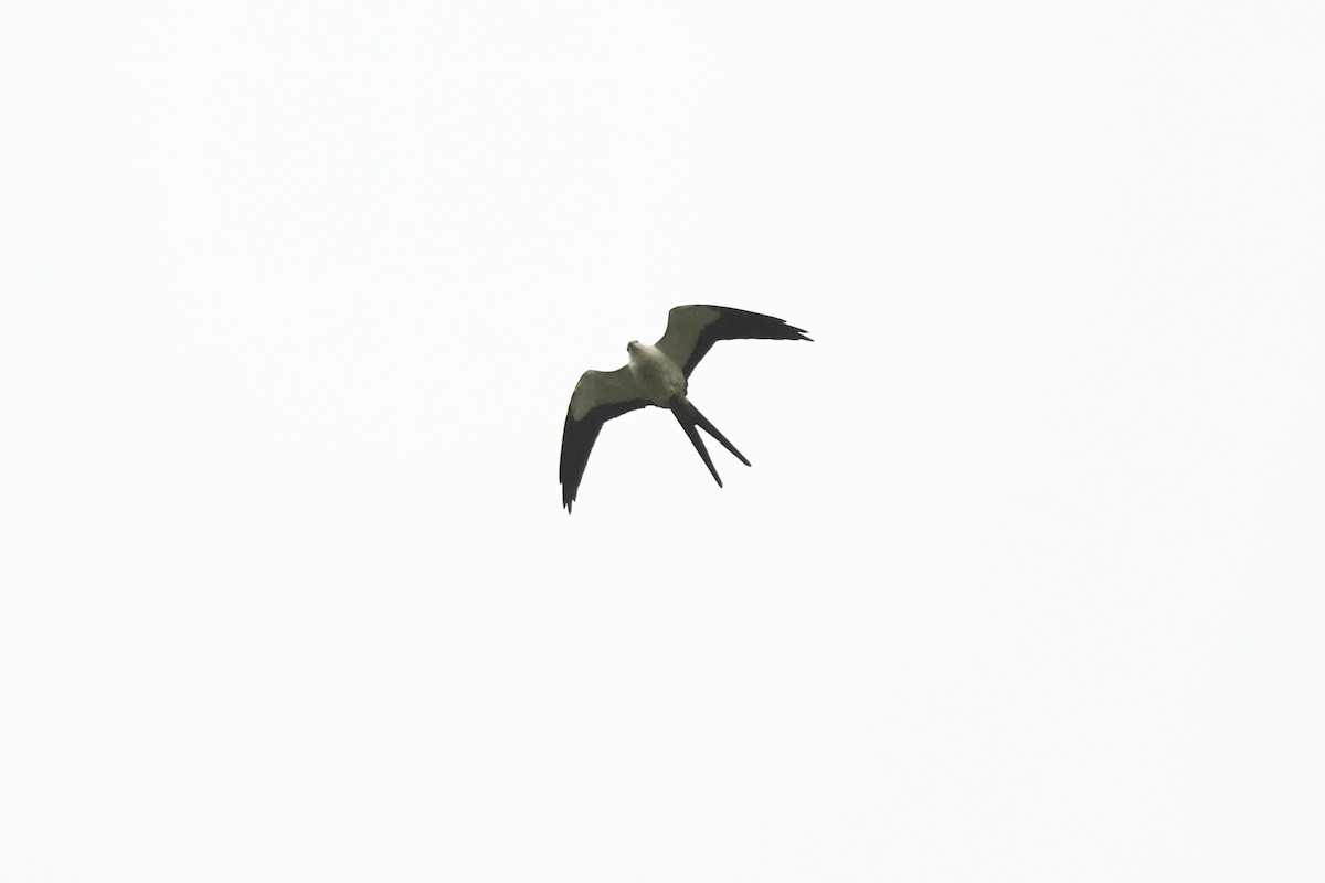 Swallow-tailed Kite - ML510838361