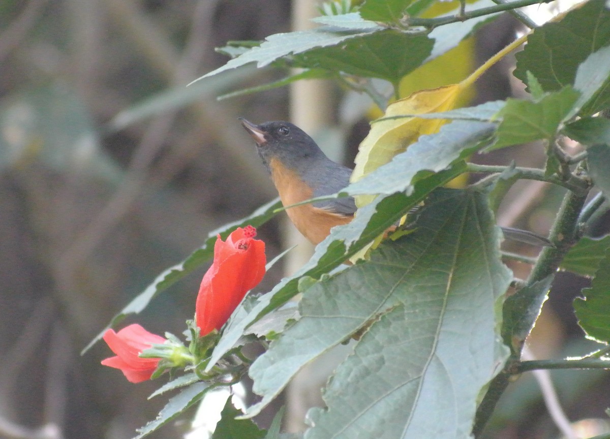 Cinnamon-bellied Flowerpiercer - ML510838441