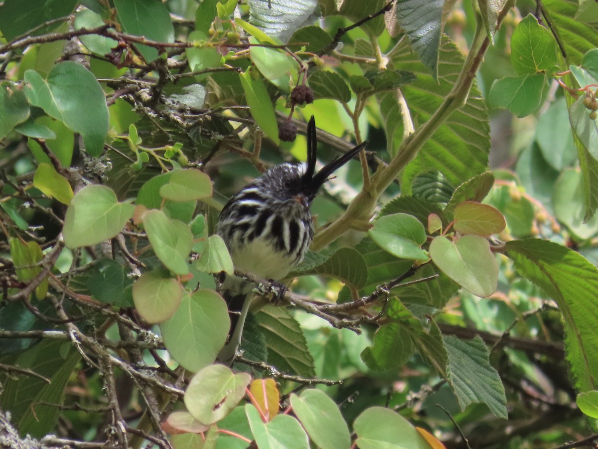 クロカンムリカラタイランチョウ - ML510838531