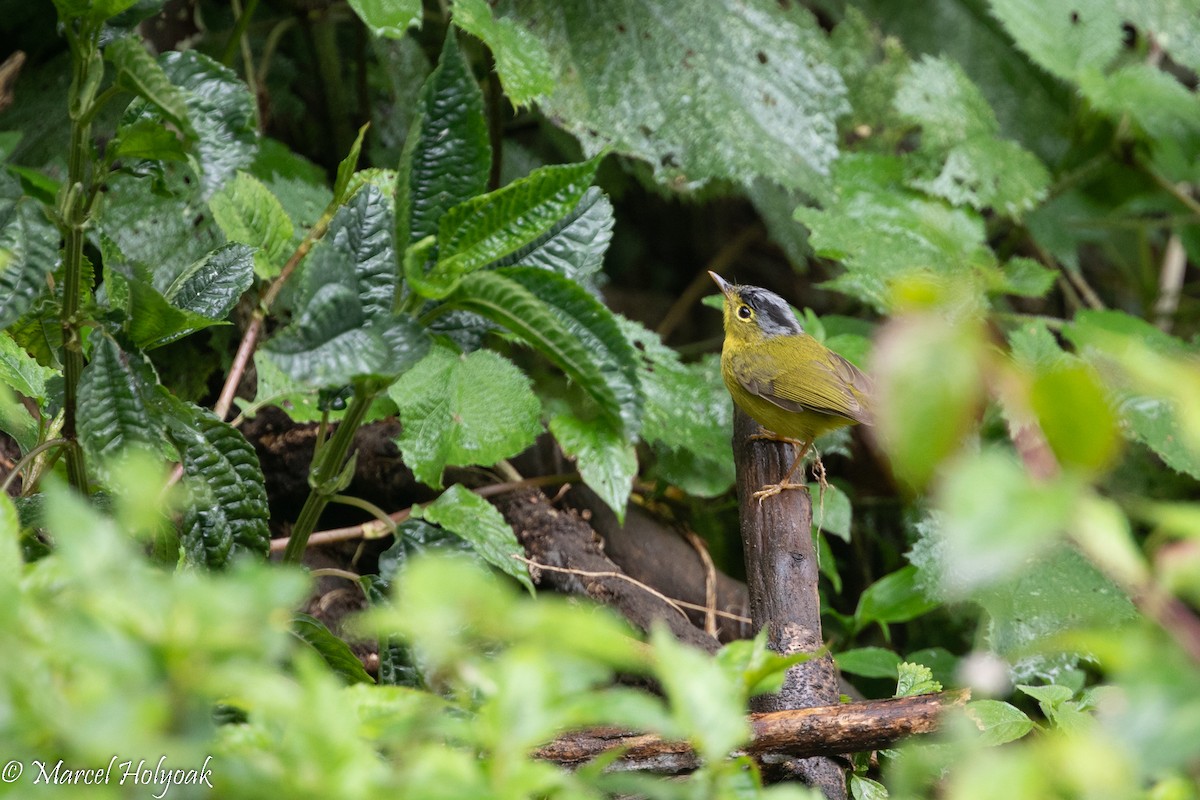 Gray-crowned Warbler - ML510838661