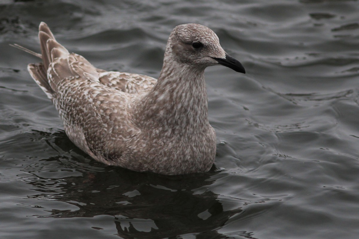 Iceland Gull (Thayer's) - Ted Keyel