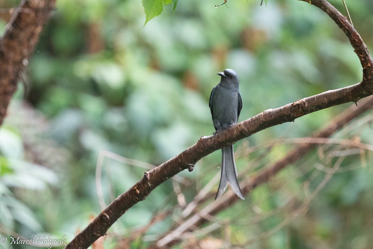 Ashy Drongo - Marcel Holyoak