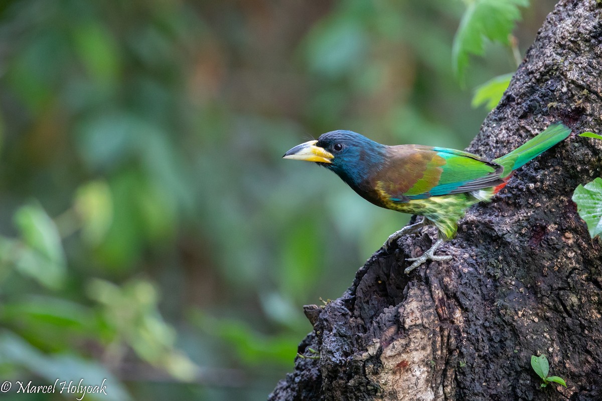 Great Barbet - ML510841781