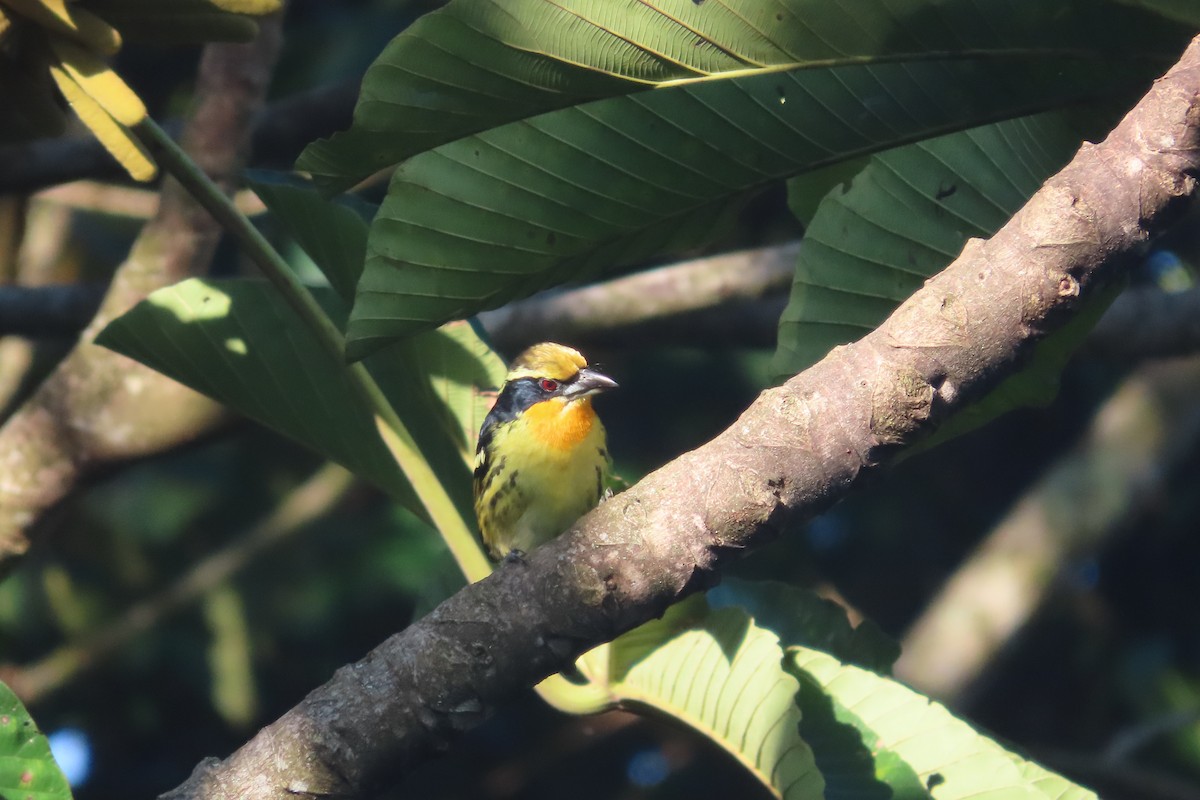 Gilded Barbet - David Brinkman